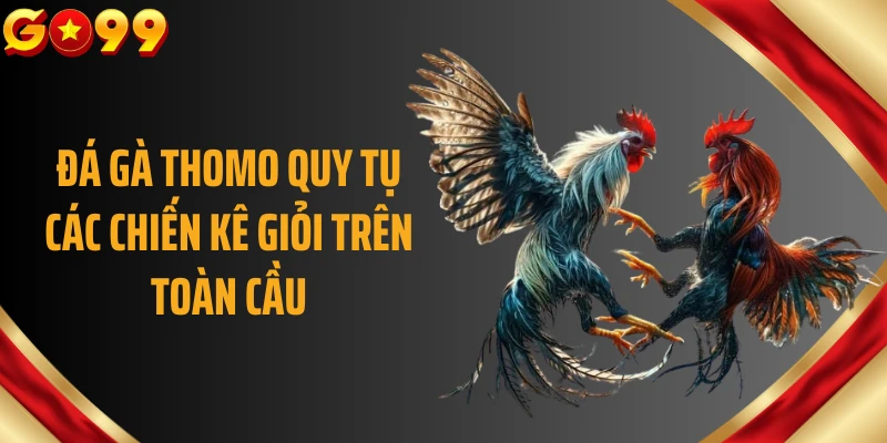 Đá gà Thomo quy tụ các chiến kê giỏi trên toàn cầu
