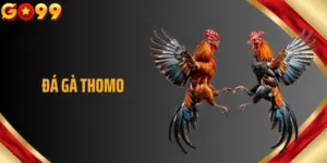 Đá Gà Thomo - Sảnh Game Độc Quyền Cùng Loạt Trận Quốc Tế