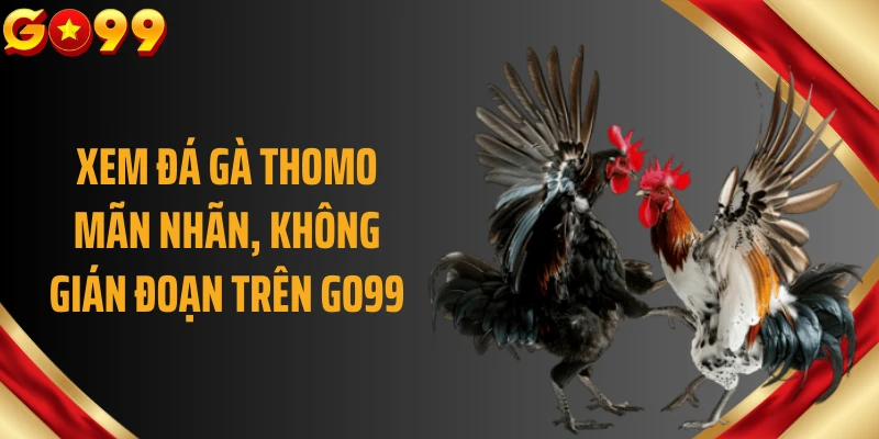 Xem đá gà Thomo mãn nhãn, không gián đoạn trên GO99